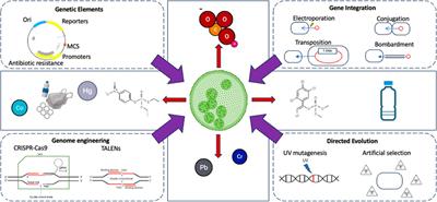 A synthetic biology approach for the treatment of pollutants with microalgae